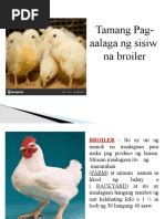 one week conditioning sa manok